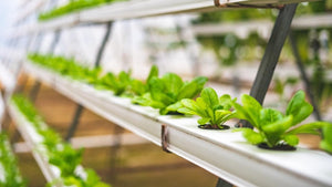 Top 6 Benefits of Hydroponics Gardening: A Better Way to Grow Food